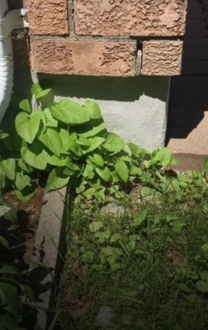 cracked brick repairs